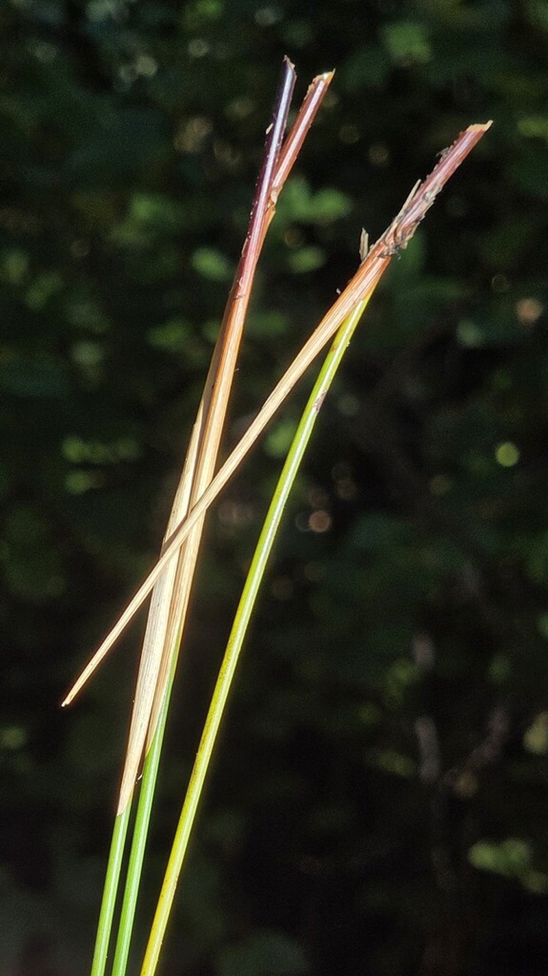 Juncus exiguus photo 8