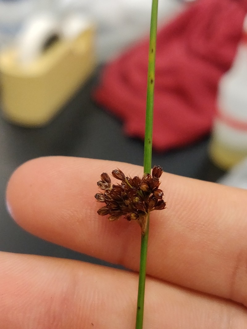 Juncus exiguus