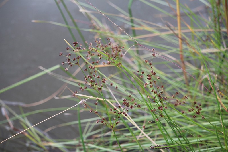 Juncus exsertus photo 2