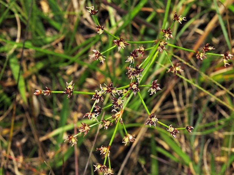 Juncus exsertus photo 3
