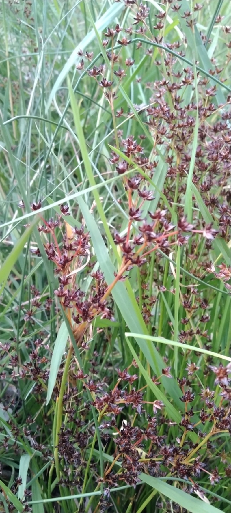 Juncus exsertus photo 4