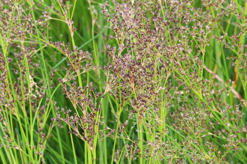 Juncus exsertus photo 5