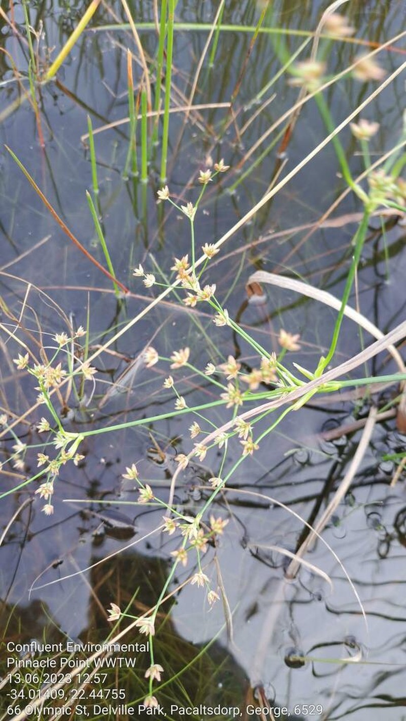 Juncus exsertus photo 6