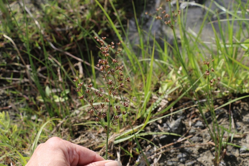 Juncus exsertus photo 7