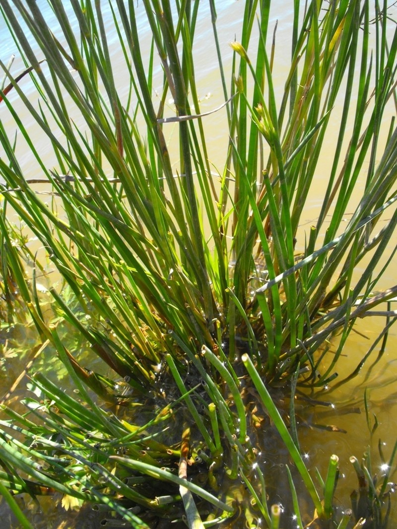 Juncus exsertus photo 8