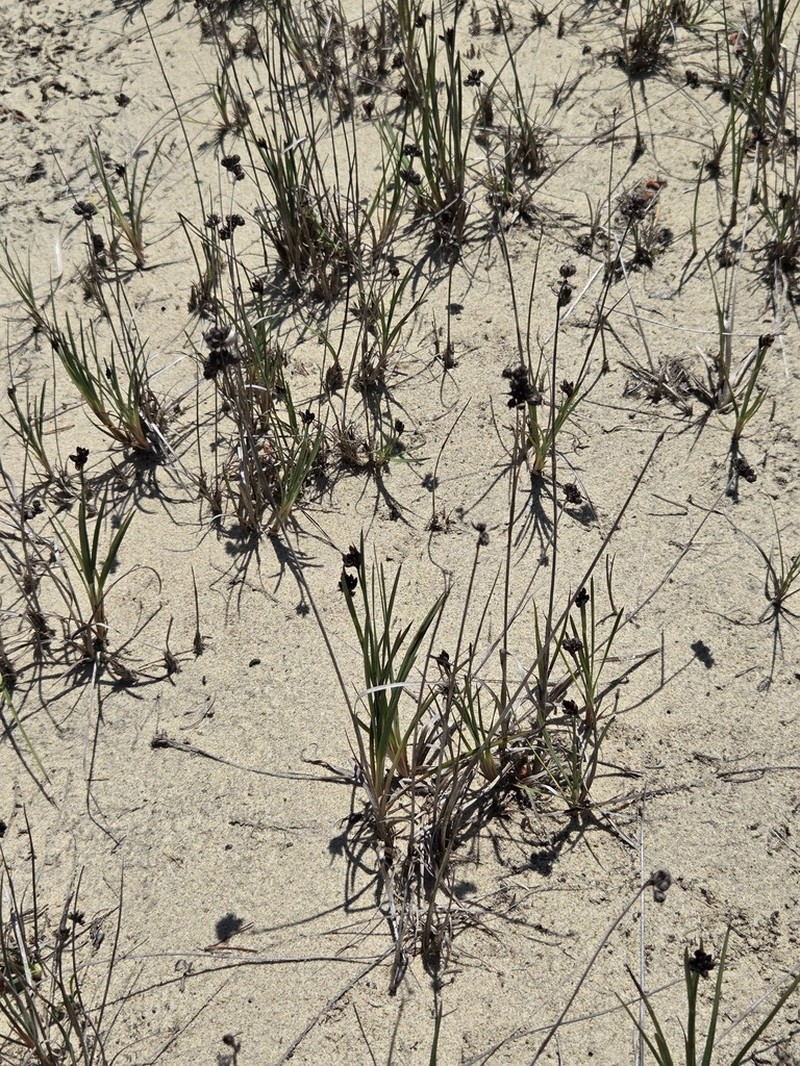 Falcate Rush photo 6