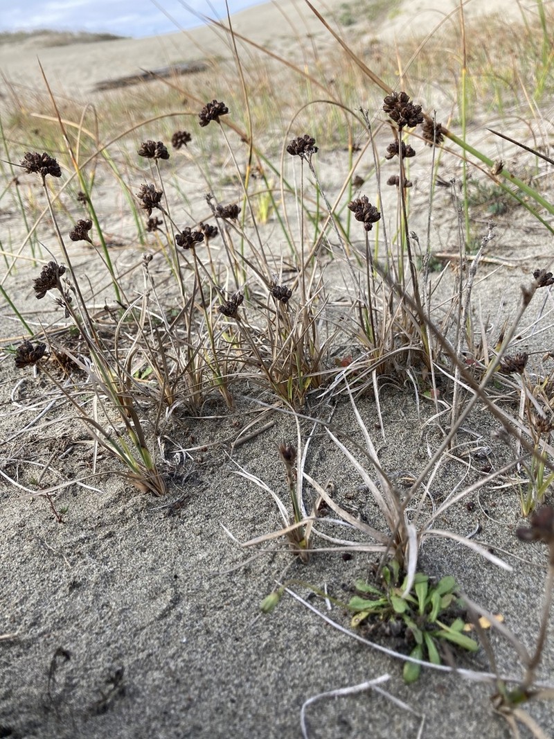 Falcate Rush photo 7