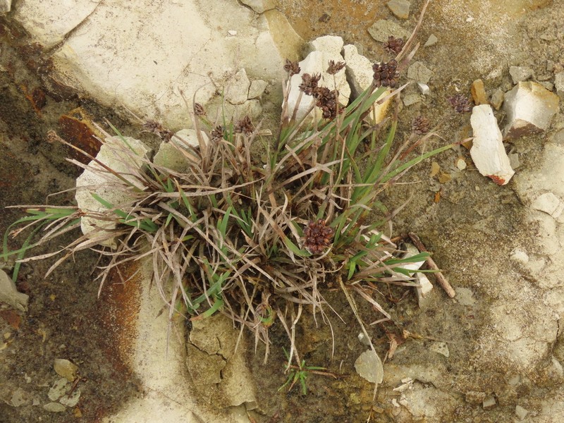 Falcate Rush photo 8