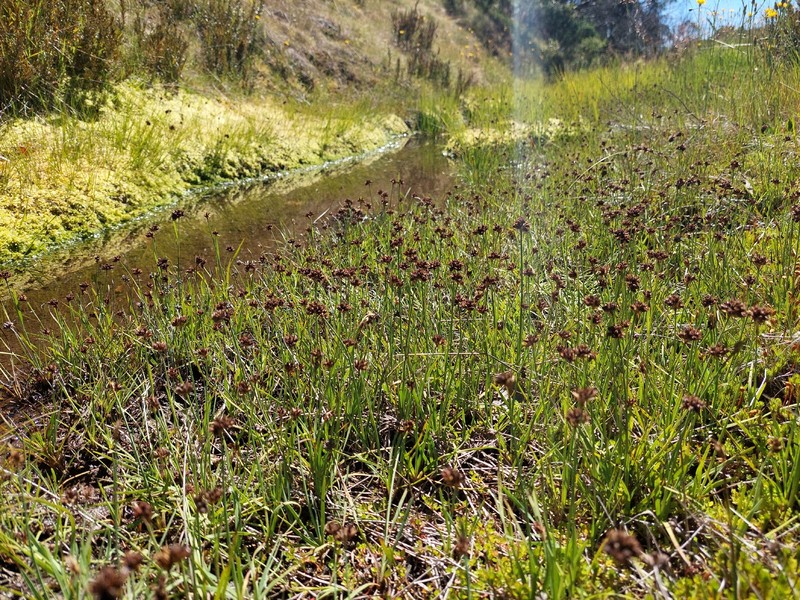 Juncus falcatus subsp. falcatus