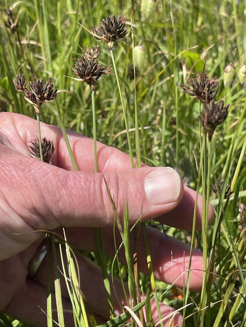 Juncus falcatus subsp. falcatus photo 2
