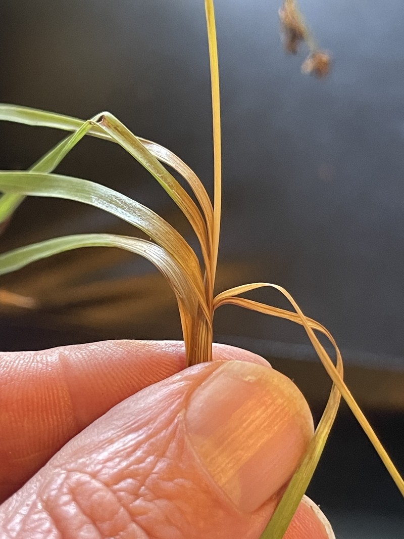 Juncus falcatus subsp. falcatus photo 3