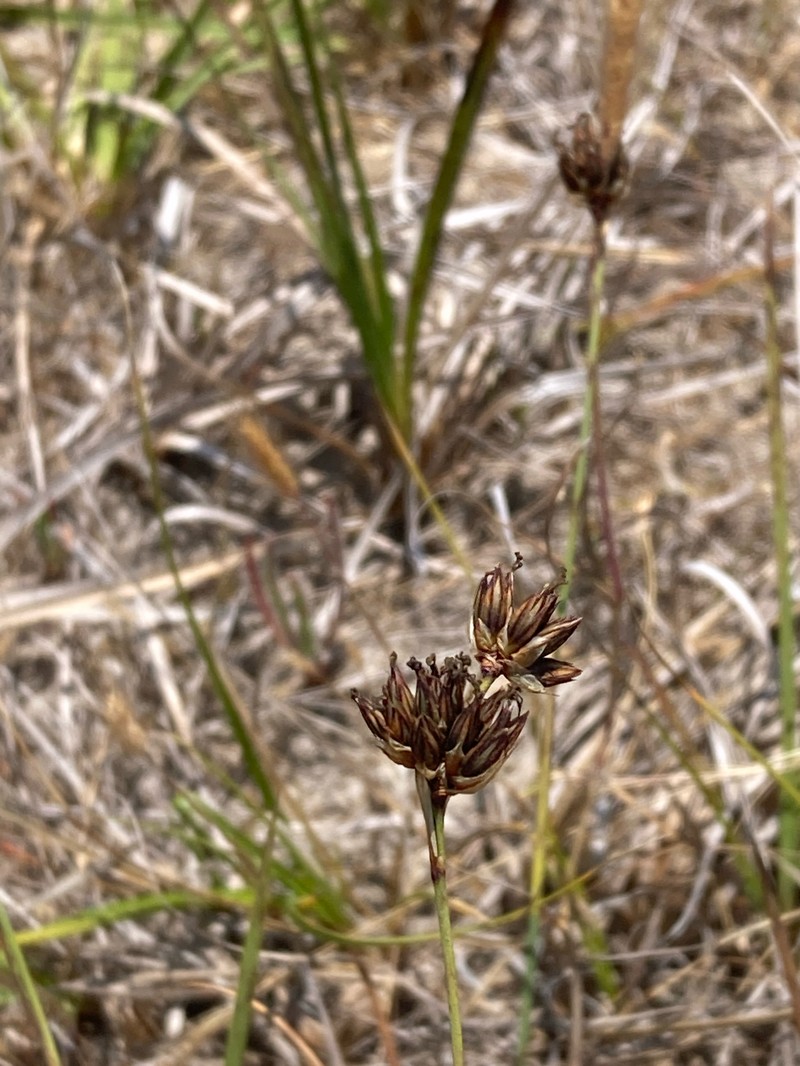 Juncus falcatus subsp. falcatus photo 4