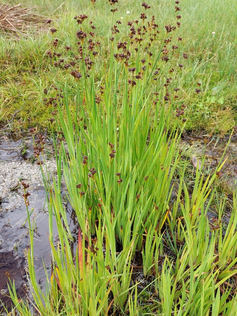 Juncus falcatus subsp. falcatus photo 5
