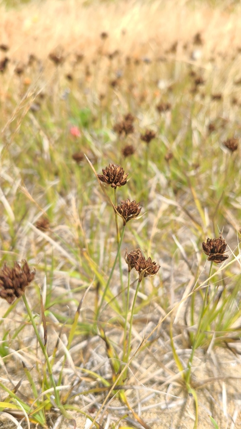 Juncus falcatus subsp. falcatus photo 6