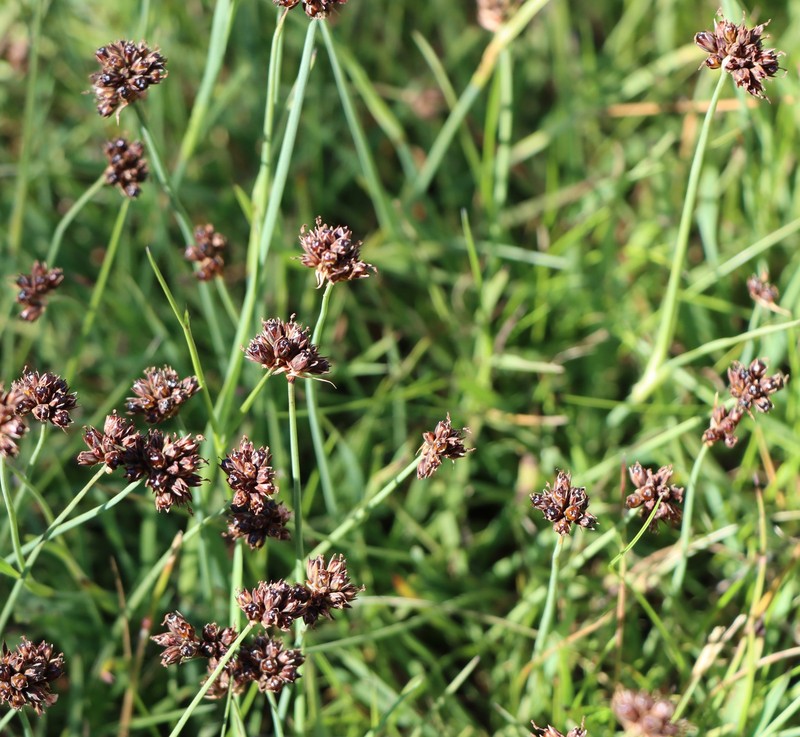 Juncus falcatus subsp. falcatus photo 7
