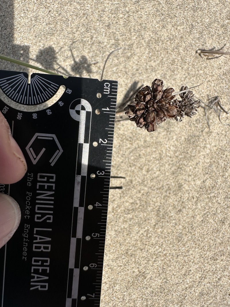 Juncus falcatus subsp. sitchensis