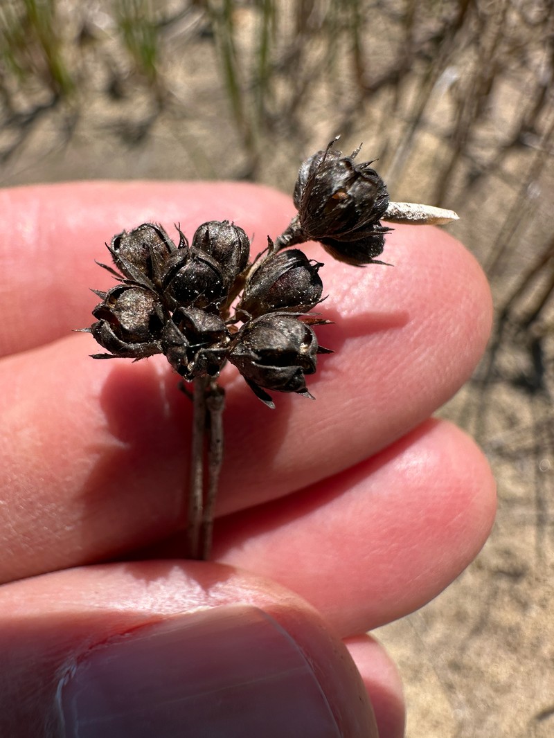 Juncus falcatus subsp. sitchensis photo 2