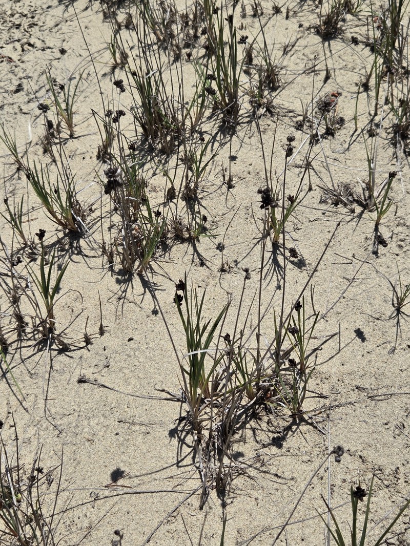 Juncus falcatus subsp. sitchensis photo 3