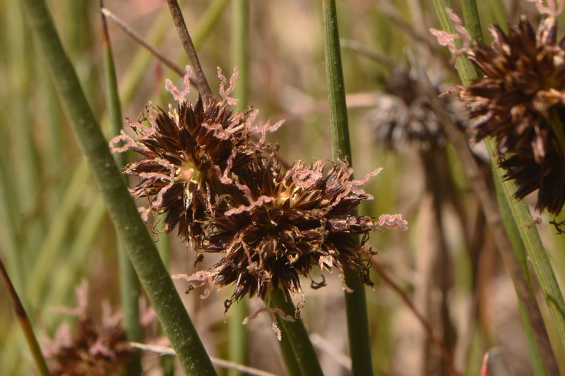 Juncus falcatus subsp. sitchensis photo 4