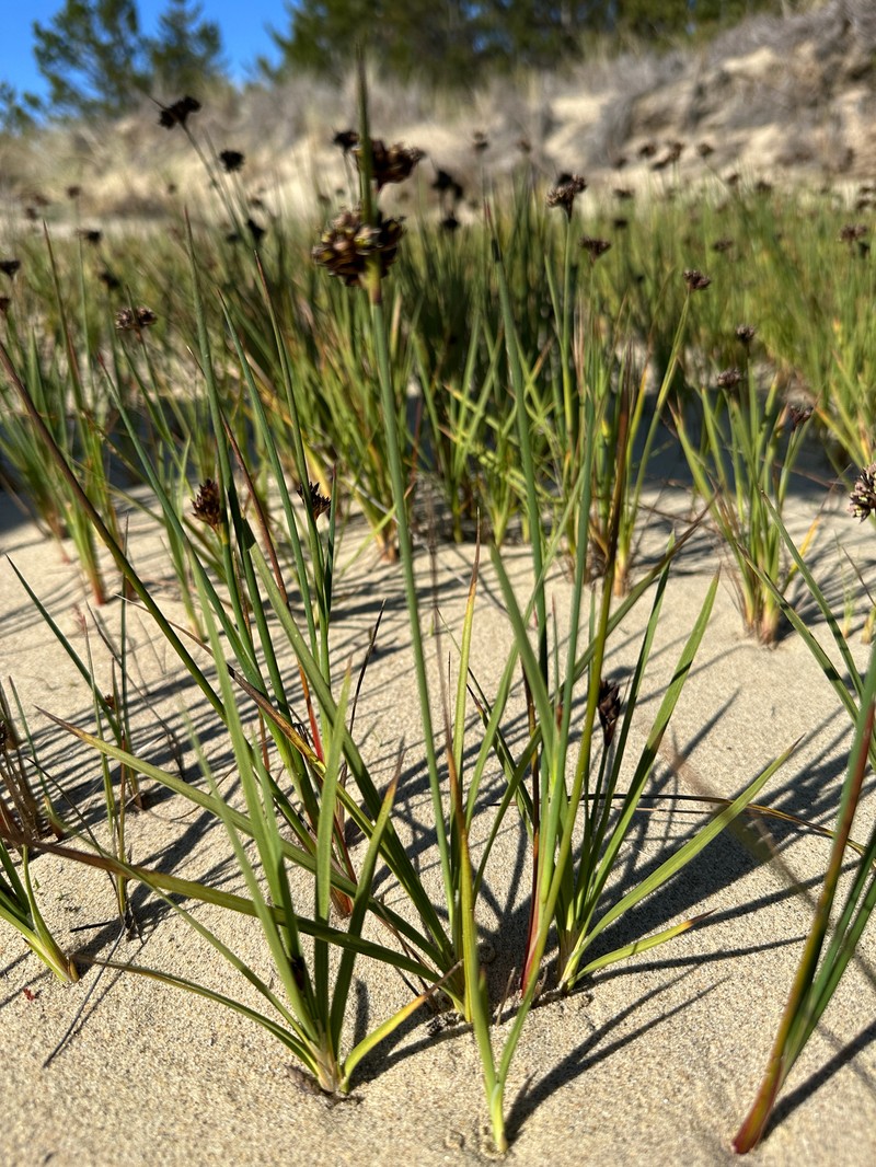 Juncus falcatus subsp. sitchensis photo 6