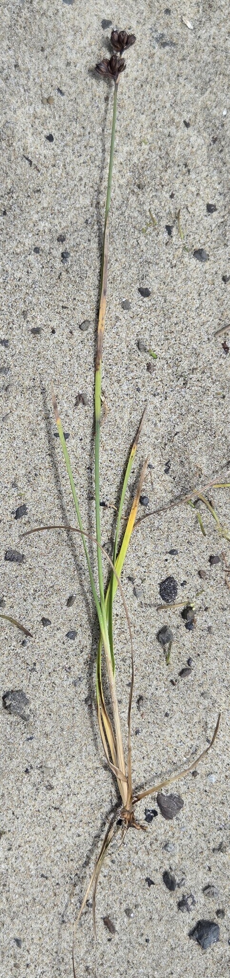 Juncus falcatus subsp. sitchensis photo 7