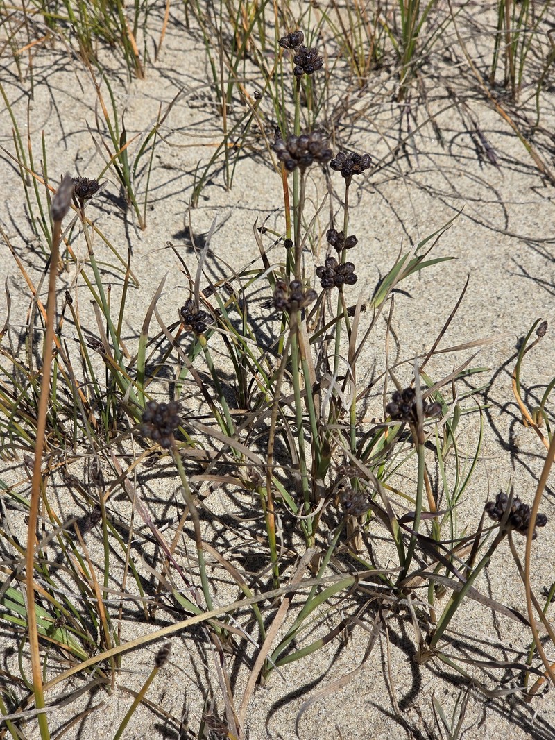 Juncus falcatus subsp. sitchensis photo 8