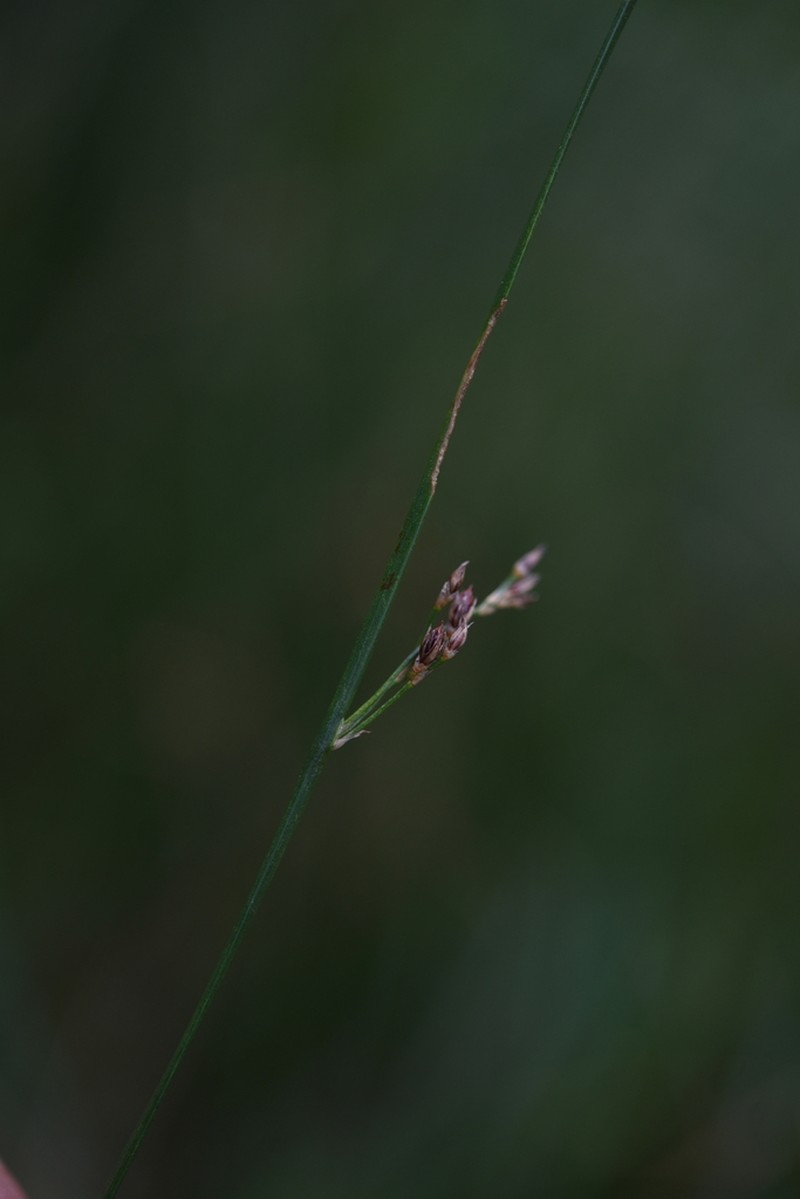Juncus fauriei