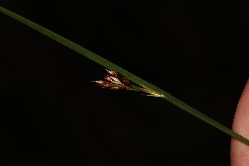 Juncus fauriei photo 2