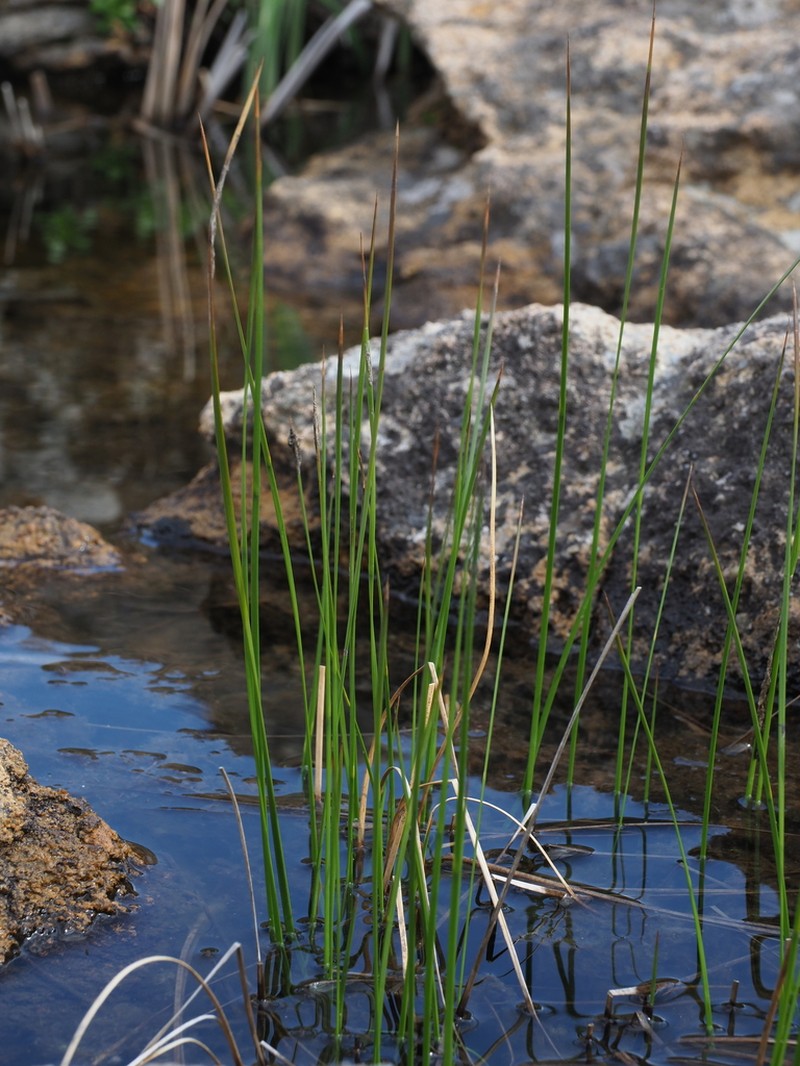 Juncus fauriei photo 3