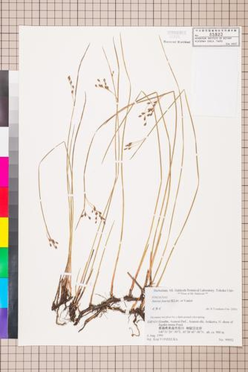 Juncus fauriei photo 5