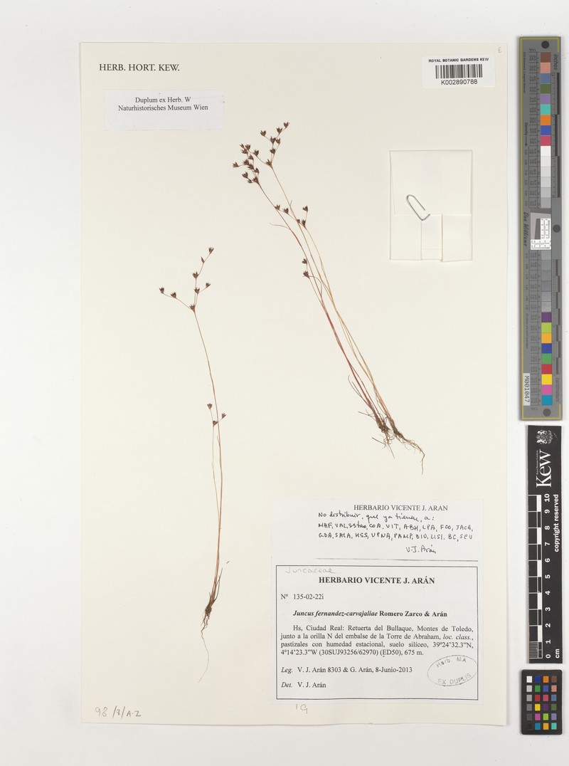 Juncus fernandez-carvajaliae