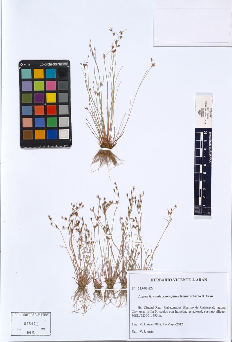 Juncus fernandez-carvajaliae photo 2
