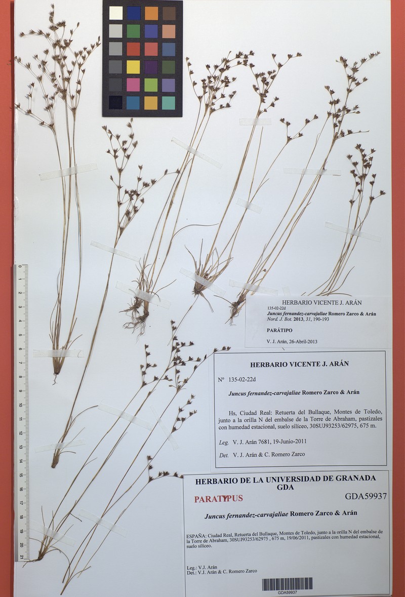 Juncus fernandez-carvajaliae photo 3