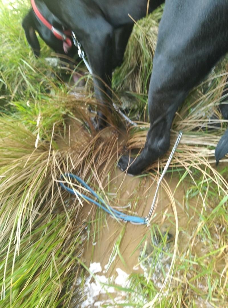 Juncus filicaulis