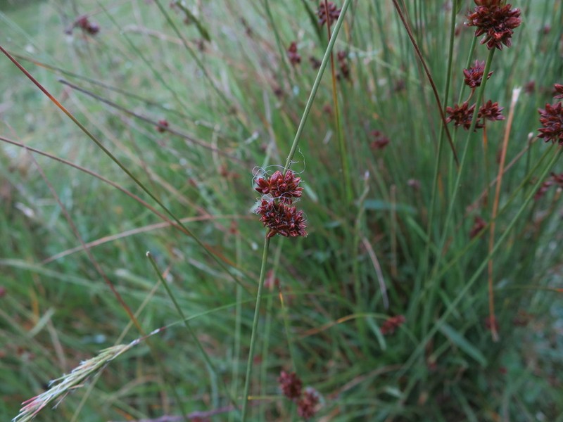 Juncus filicaulis photo 2