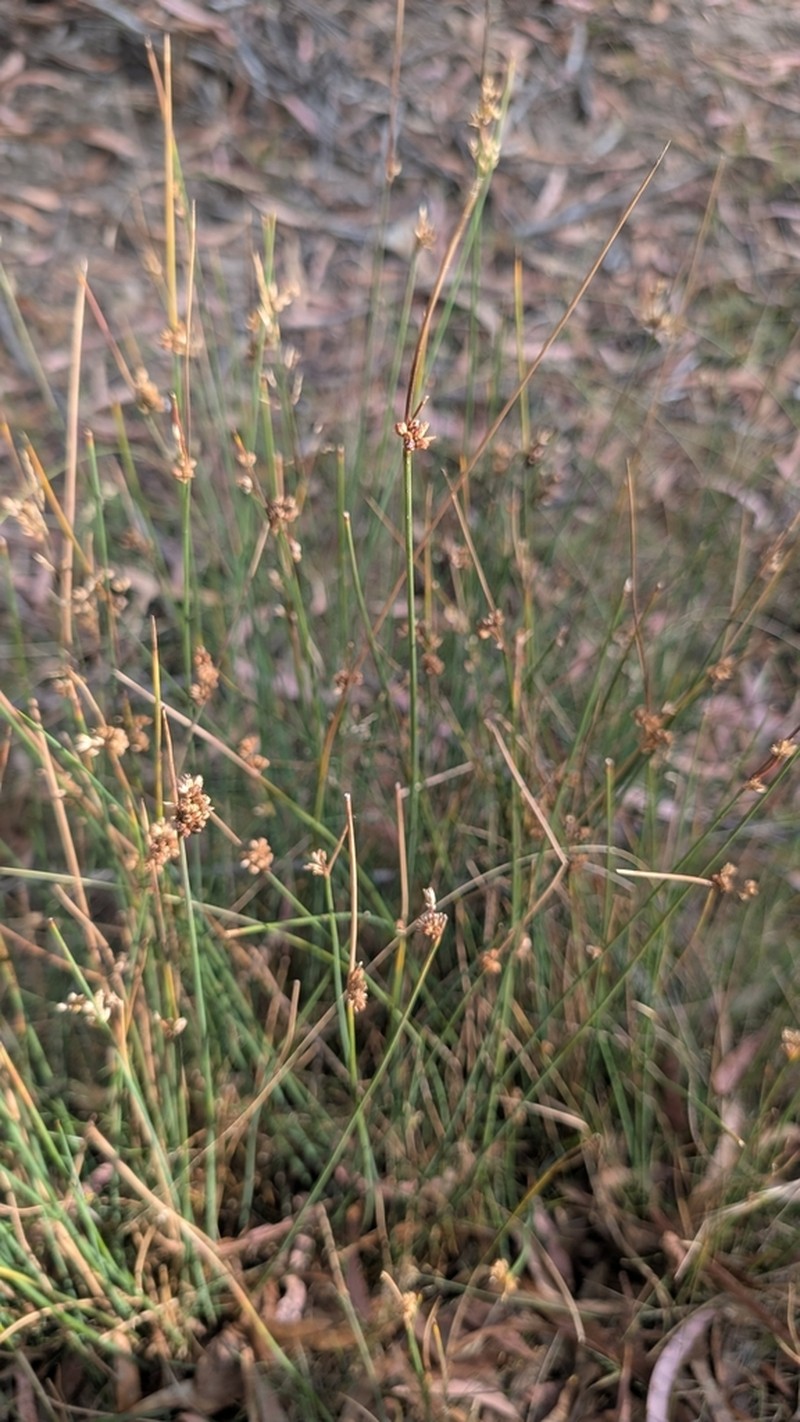 Juncus filicaulis photo 3