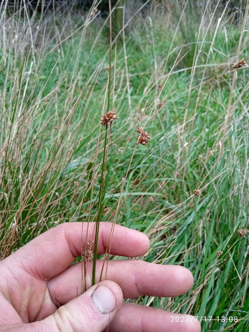 Juncus filicaulis photo 4