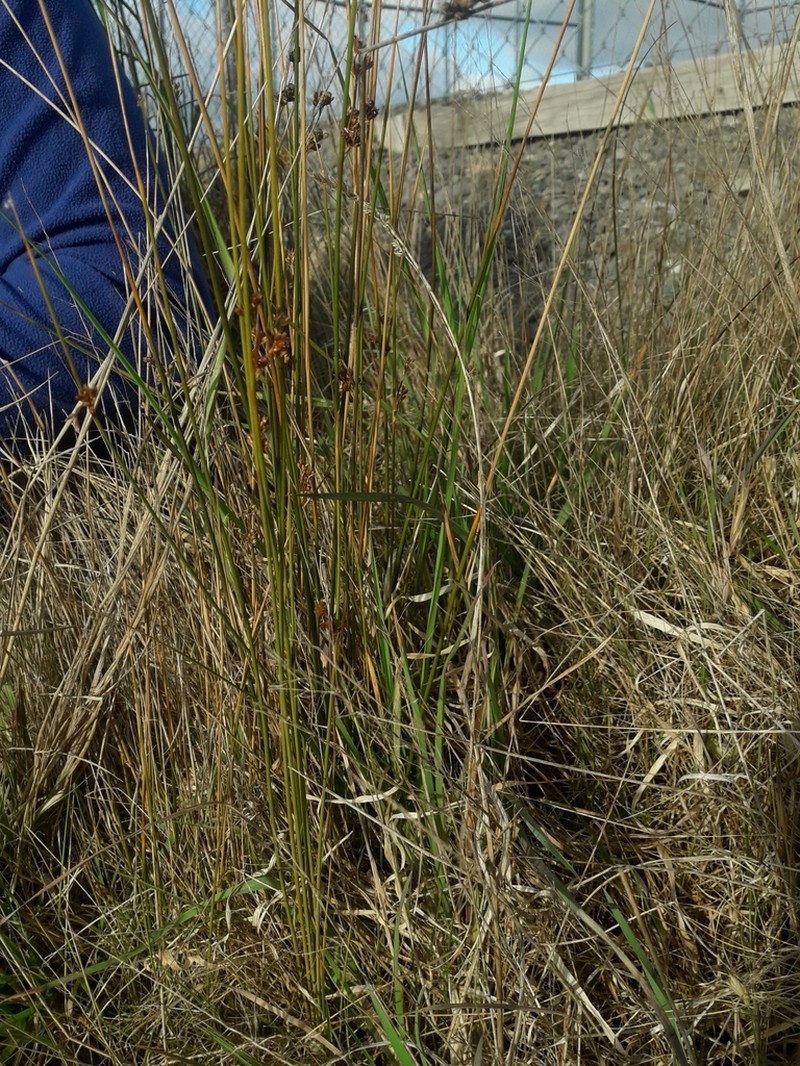 Juncus filicaulis photo 5