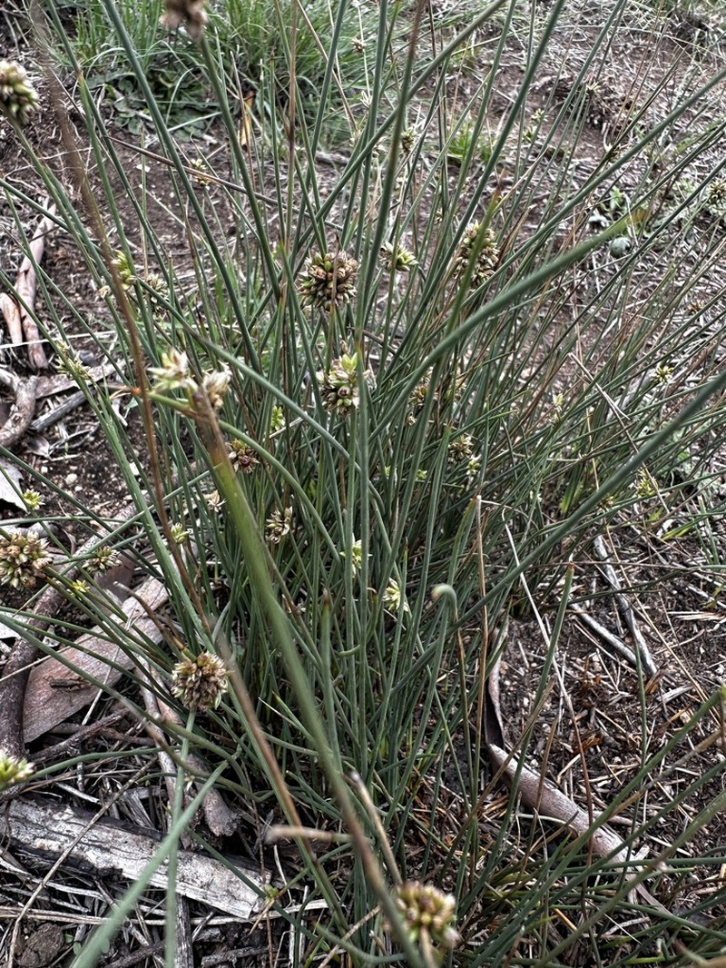Juncus filicaulis photo 6