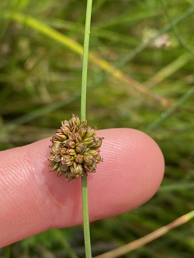 Juncus filicaulis photo 7