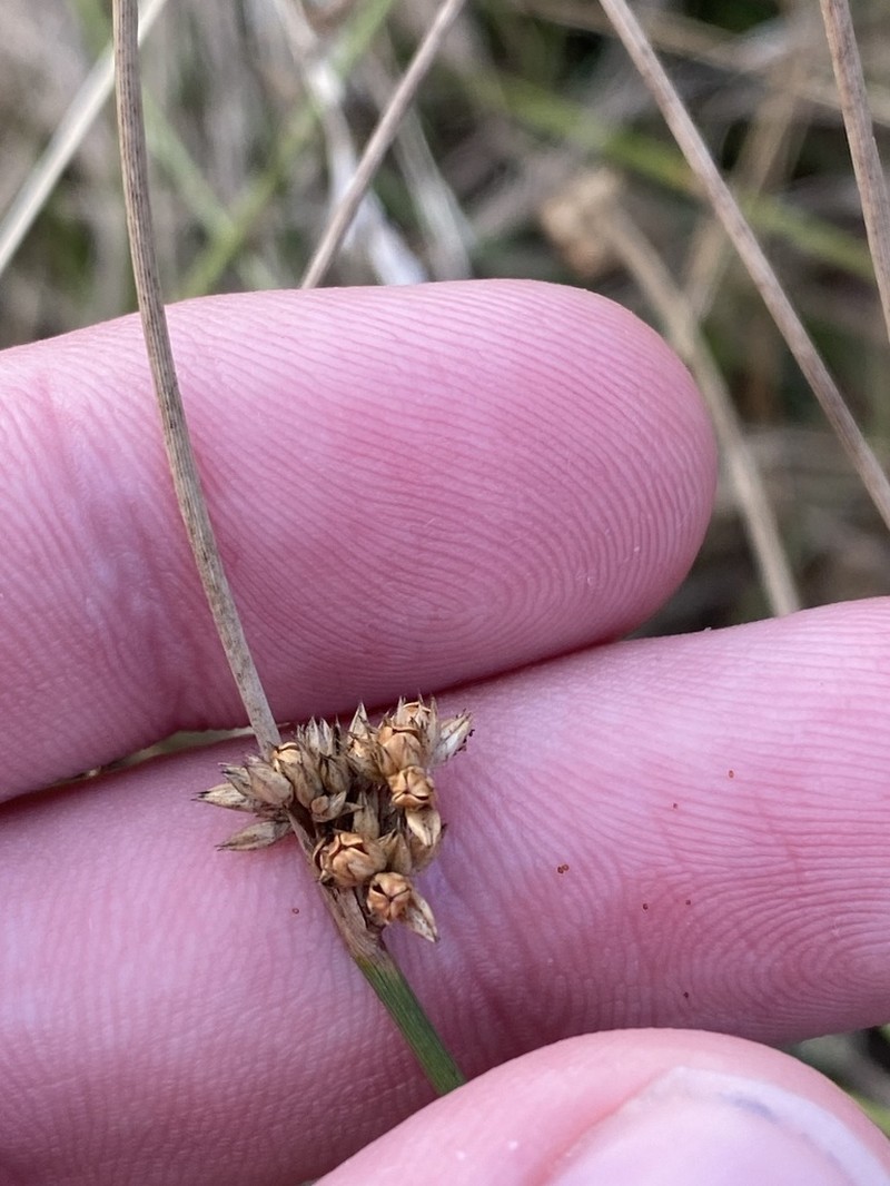 Juncus filicaulis photo 8