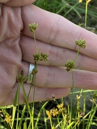 Ringseed Rush