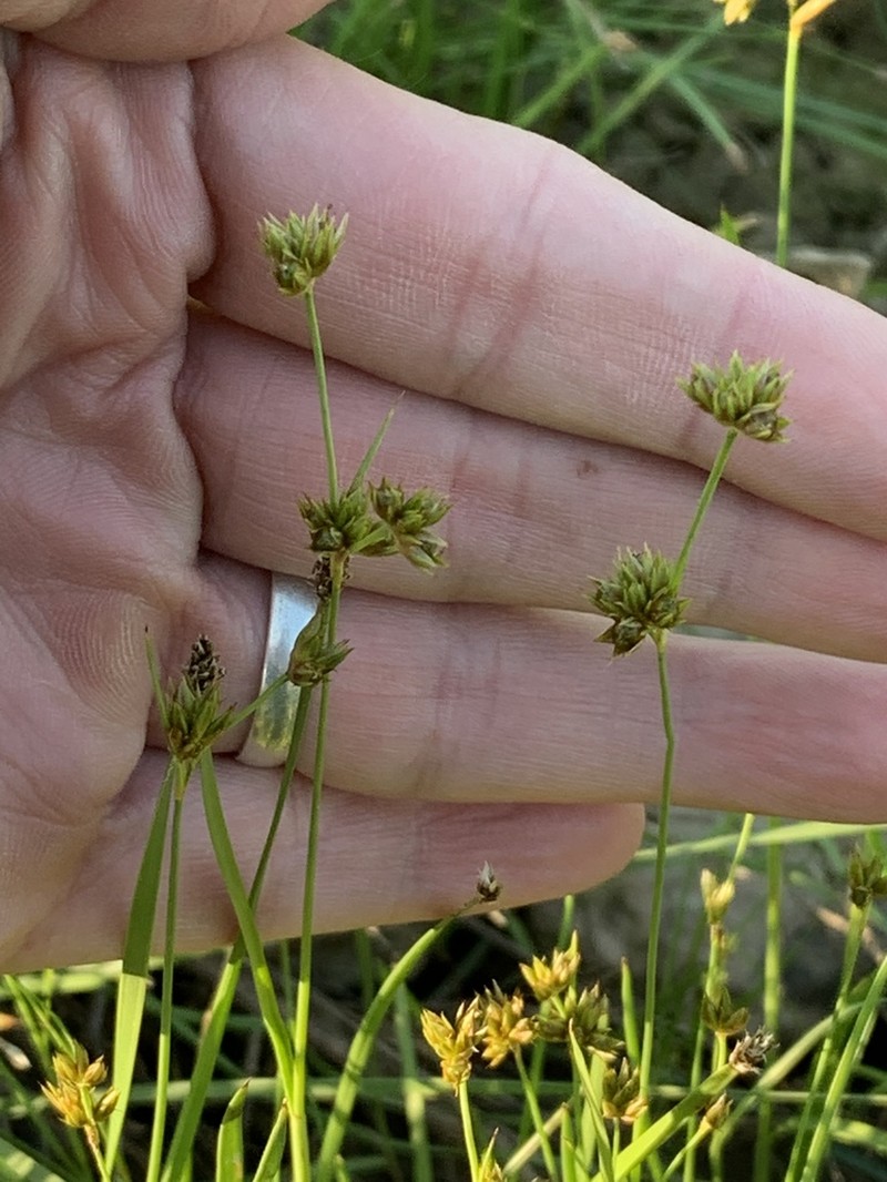 Ringseed Rush