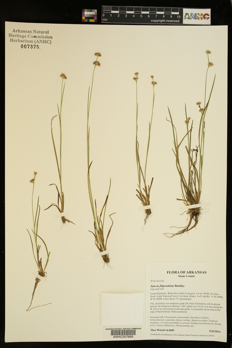 Ringseed Rush photo 2