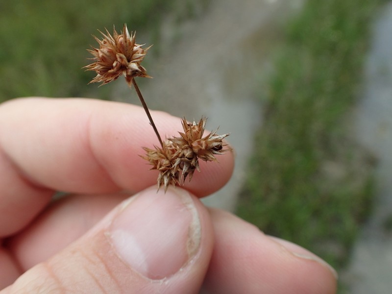 Ringseed Rush photo 3