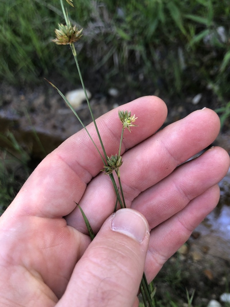 Ringseed Rush photo 4