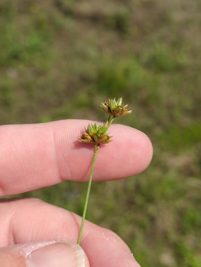 Ringseed Rush photo 5