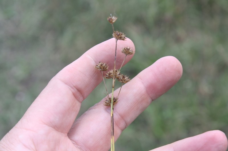 Ringseed Rush photo 6