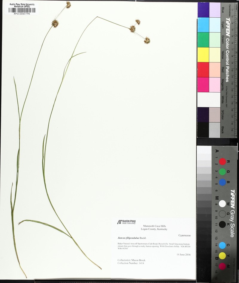 Ringseed Rush photo 8