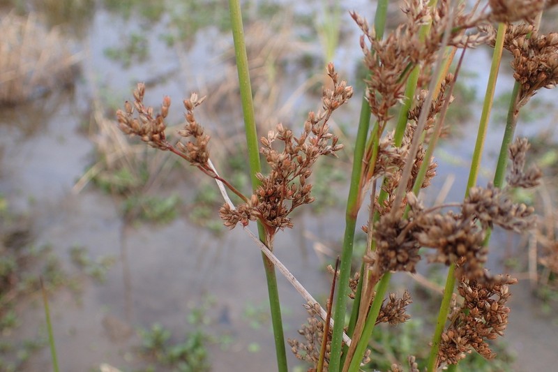 Juncus flavidus